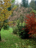 Tapestry of Conifer and Evergreen Trees in Combination with Maple and Rowan