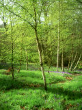 Hyacinthoides Non  Scripta (Bluebell) Emerging Amongst Trees  at a Garden Estate in Kent