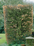 Fagus Sylvatica (Beech) Hedge