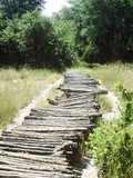 Corduroy Road Made of Cut Logs Lashed Together  Long Grass in Countryside