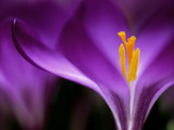 Crocus Crysanthus "Eye Catcher" (Extreme Close-up) March