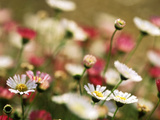Erigeron Karvinskianus Close-up of White Flower Heads