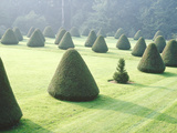 Yew Topiary Parnham House  Dorset