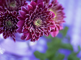 Chrysantheumum "Misha " Deep Red Flowers in Glass Vase