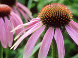 Echinacea Purpurea (Cone Flower)  Close-up of Pink Flower