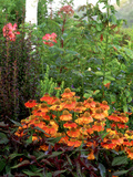 Black Eyed Susan