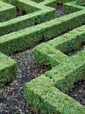 Box Maze Hedging with Paths  Bourton House Garden  September
