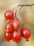 Rosa Glauca Close-up of Rose Hips September