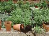 Cuttings in Pots Erysimum and Dianthus
