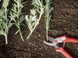 Propagation of Herbs  Salvia (Sage) & Rosmarinus (Rosemary) on Soil Red Secateurs