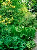 Wiltshire Bog and Woodland Garden with Pond and Lush Foliage