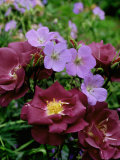 Rosa (Rose) 