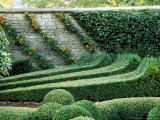 Box Maze Detail  Bourton House Garden  September