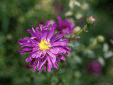 Aster Novae Angliae "Purple Dome"