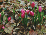 Tulipa Pulchella Violacea Spring Wretham Lodge  Norfolk