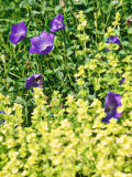 Summer Partners  Campanula Carpatica & Origanum Vulgare "Aureum"