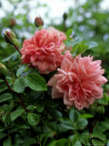Rosa (Rose) Rambler 