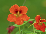 Tropaeolum Majus 