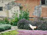Formal Herb Garden Thyme