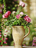 Still Life Outdoors Summer  Unnamed Old Rosa in Jug Digitalis (Foxglove) in Background