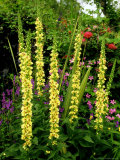 Verbascum (Mullein)