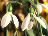 Galanthus Elwesii (Snowdrop) Close-up of White Flower  January