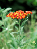 Achillea "Walter Funke " Close-up of Flower Head and Foliage