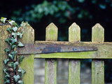 Wooden Gate with Ivy (Hedera) December