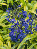Plant Partners Agapanthus & Pleiobastus with Rain