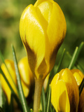 Crocus Chrysanthus  Goldilocks (Yellow) Close-up  February