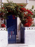 Bright Red Bougainvillea (Paper Flower) Trained in Arch Over Front of Cottage Santorini  Greece