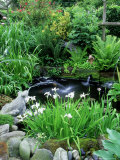 Small Garden Pond  Fountains  Ornamental Frogs  Iris  Fern (Carex) Sedge  and Shrubs at Margins