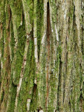 Ulmus X Vegata (Dutch Elm Cultivar)  Close-up of Green Tree Bark