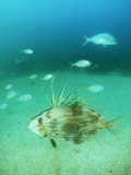 John Dory  New Zealand