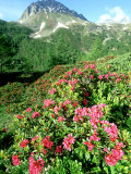 Rusty Leaved Alpenrose  June  Switzerland