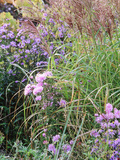 Aster (Frost Flower) and Miscanthus (Ornamental Grass)  Plants in an Autumn Border