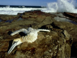 Cape Gannet  with Broken Neck  South Africa
