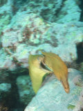 Yellow Moray Eel  Pair Fighting  New Zealand