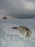 Crabeater Seal on Ice  Sub Antarctic