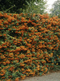 Pyracantha Hedge in Berry Pyracantha