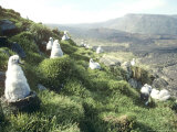 Grey Headed Albatross  Chicks  Marion Island