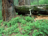 Giant Sequoia  Sequoia National Park  California  USA