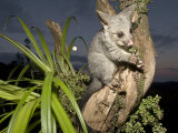 Brushtail Opossum at Dusk  New Zealand