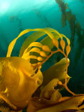 Giant Kelp  Sub Antarctic