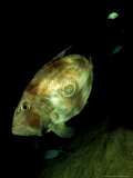 John Dory  New Zealand