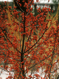 Ilex Verticillata 