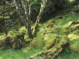 Moss Covered Boulders