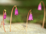 Little Alpine Snowbell  June  Switzerland
