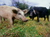 Pigs  Feeding  La Corse  France