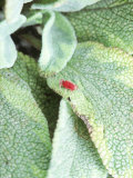 Salvia Icterina (Sage)  Close-up of Red Spider Mite on Plant Leaf